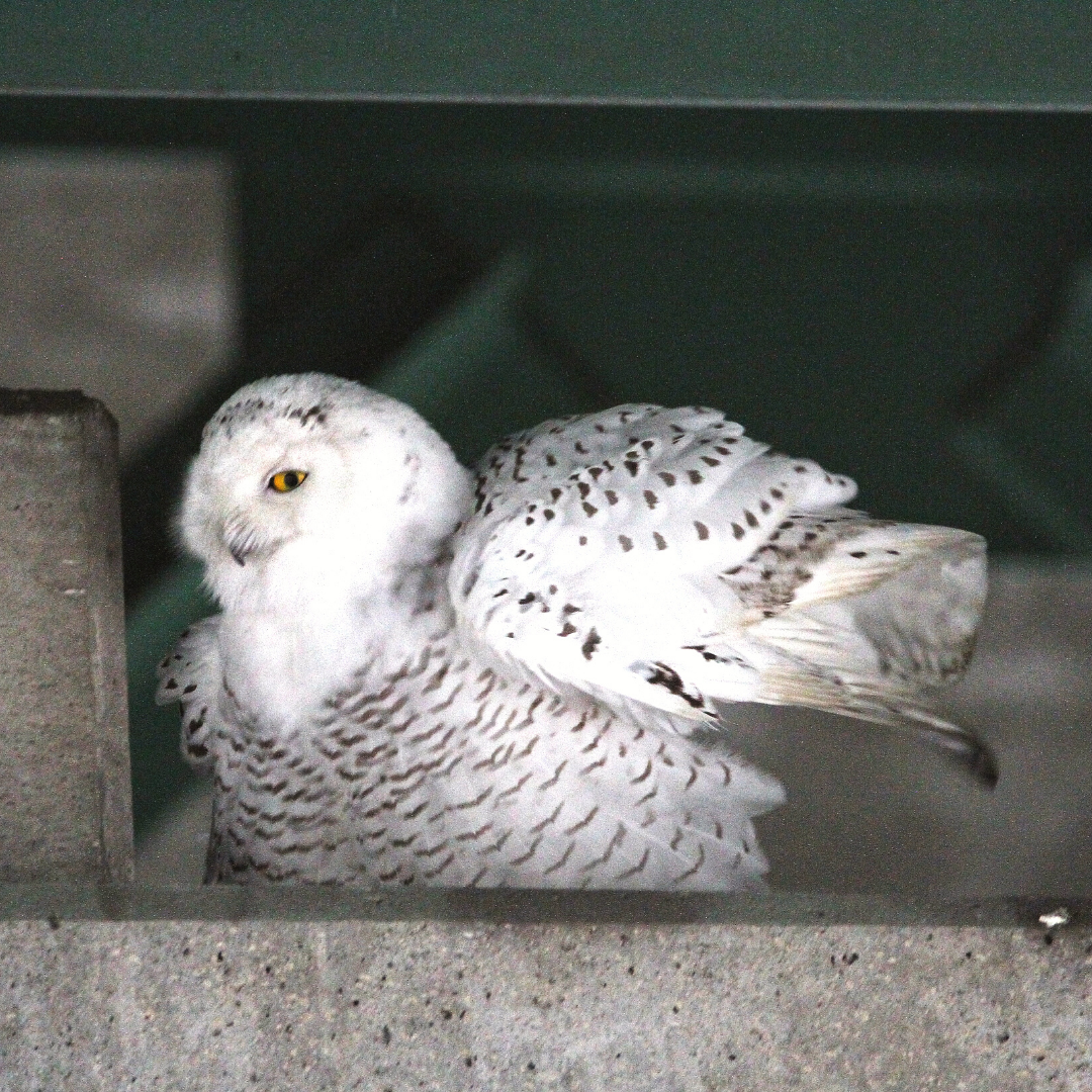 A Snowy Owl perched on a cement overhang